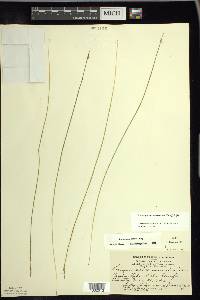 Schoenoplectus subterminalis image