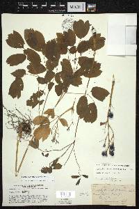 Caulophyllum thalictroides image