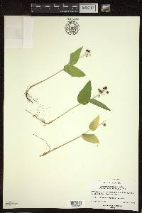 Maianthemum canadense image