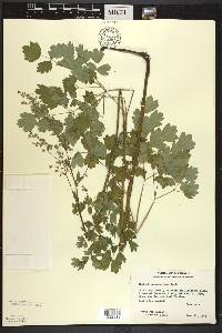 Thalictrum venulosum image