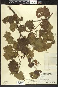 Vitis riparia image