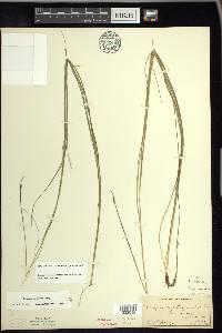 Schoenoplectus subterminalis image