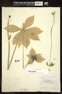 Medeola virginiana image