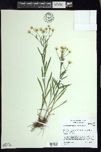 Solidago ptarmicoides image