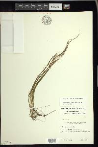 Schoenoplectus subterminalis image