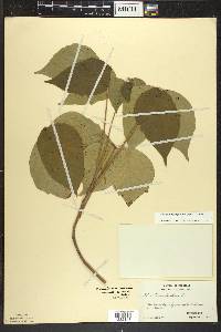 Toxicodendron rydbergii image