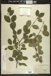 Rhamnus cathartica image