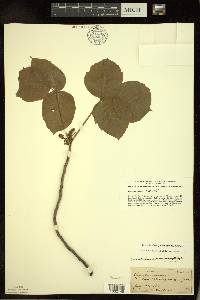 Toxicodendron rydbergii image