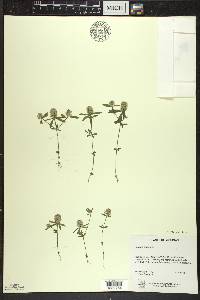 Polygala cruciata image