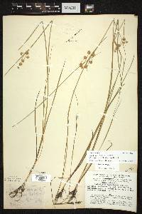 Juncus nodosus image