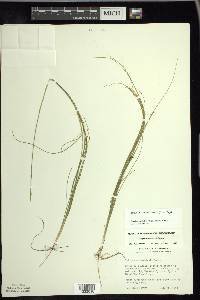 Schoenoplectus subterminalis image