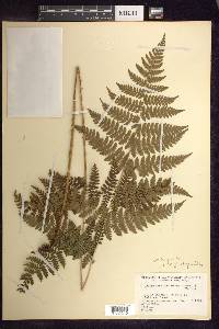 Dryopteris × triploidea image