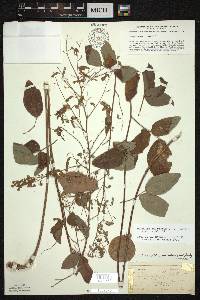 Desmodium perplexum image