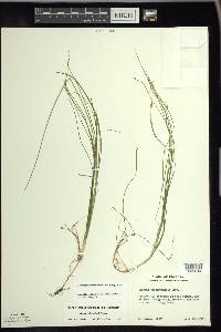 Schoenoplectus subterminalis image