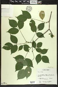 Staphylea trifolia image