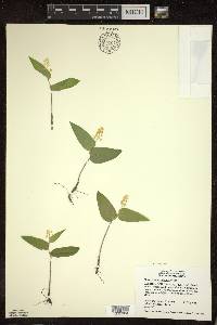 Maianthemum canadense image