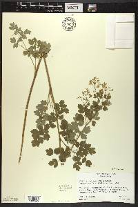 Thalictrum dasycarpum image