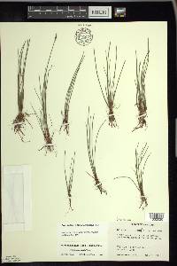 Schoenoplectus subterminalis image