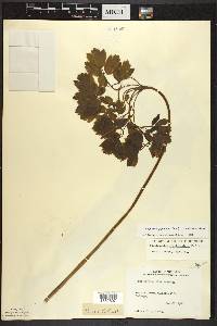 Caulophyllum giganteum image