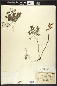 Dicentra canadensis image