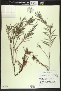 Andromeda polifolia image