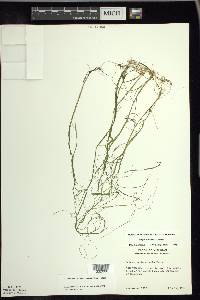 Schoenoplectus subterminalis image
