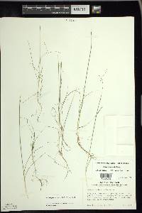 Schoenoplectus subterminalis image