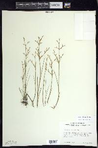 Juncus pelocarpus image