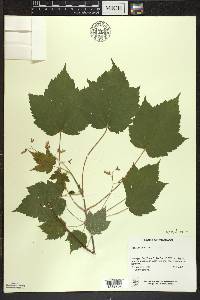 Acer spicatum image