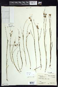 Juncus nodosus image