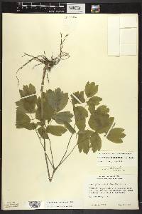 Caulophyllum thalictroides image