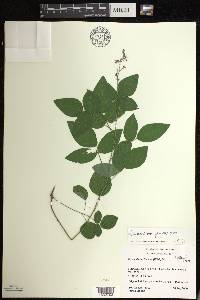 Desmodium perplexum image