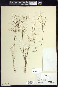 Juncus pelocarpus image