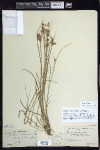 Juncus nodosus image