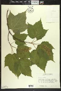 Acer spicatum image