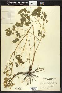 Thalictrum dioicum image