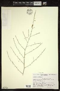 Asparagus officinalis image