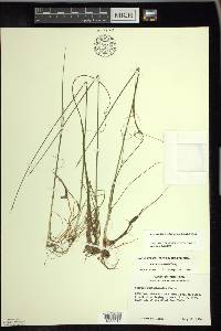 Schoenoplectus subterminalis image