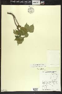 Toxicodendron rydbergii image