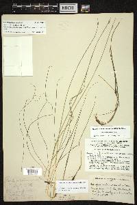 Schoenoplectus subterminalis image