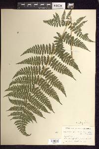 Dryopteris × triploidea image