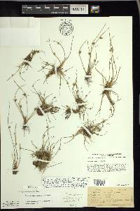 Schoenoplectiella smithii image