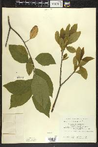 Rhamnus alnifolia image