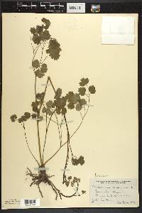 Thalictrum dioicum image