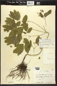 Caulophyllum thalictroides image