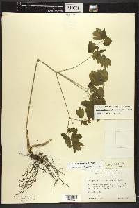 Caulophyllum thalictroides image