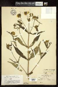 Bidens connata image