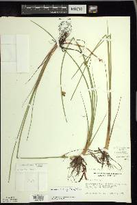 Schoenoplectus torreyi image