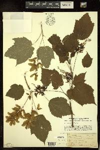 Acer spicatum image