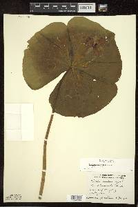 Trillium erectum image